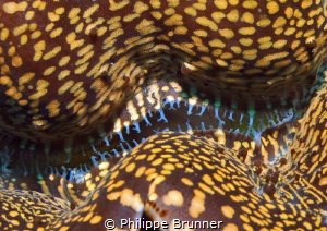 Mouth of a clam by Philippe Brunner 